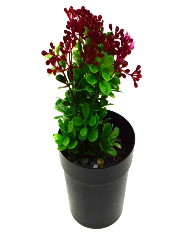 EVA SİYAH SAKSIDA KOKİNA ÇİÇEĞİ 5817